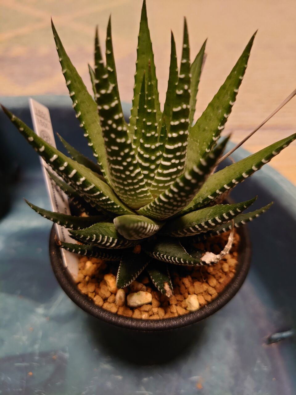 アロエ・ハオルチアの分類②(2014) : ユーフォルビア・オベサ・ドットコム