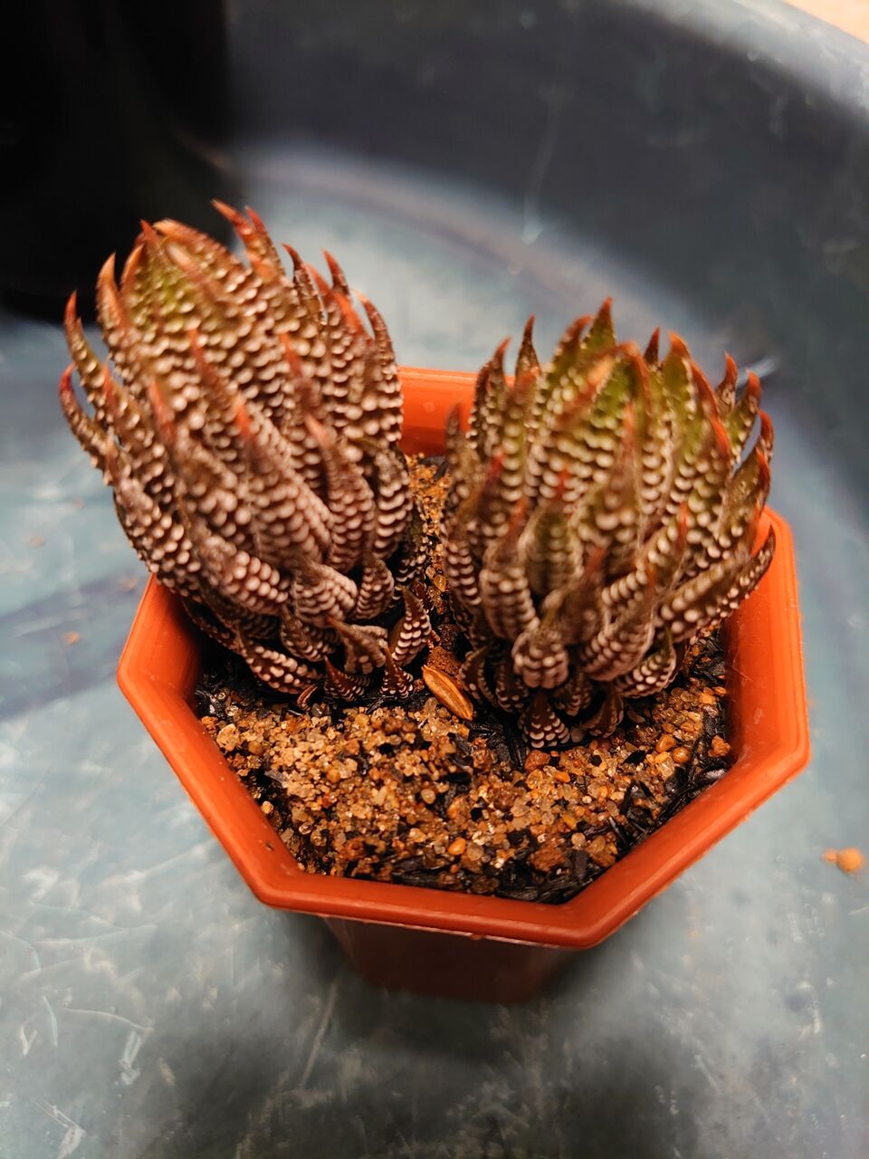 アロエ・ハオルチアの分類②(2014) : ユーフォルビア・オベサ・ドットコム