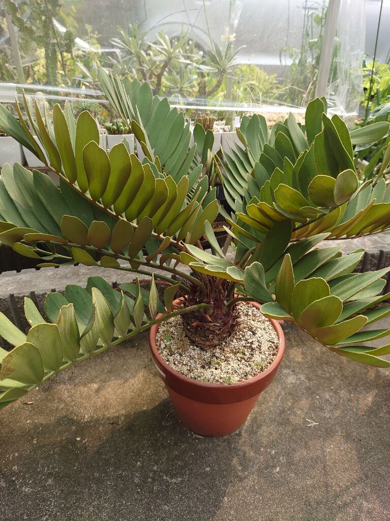 ザミア・プミラとザミア・フルフラケア : ユーフォルビア・オベサ