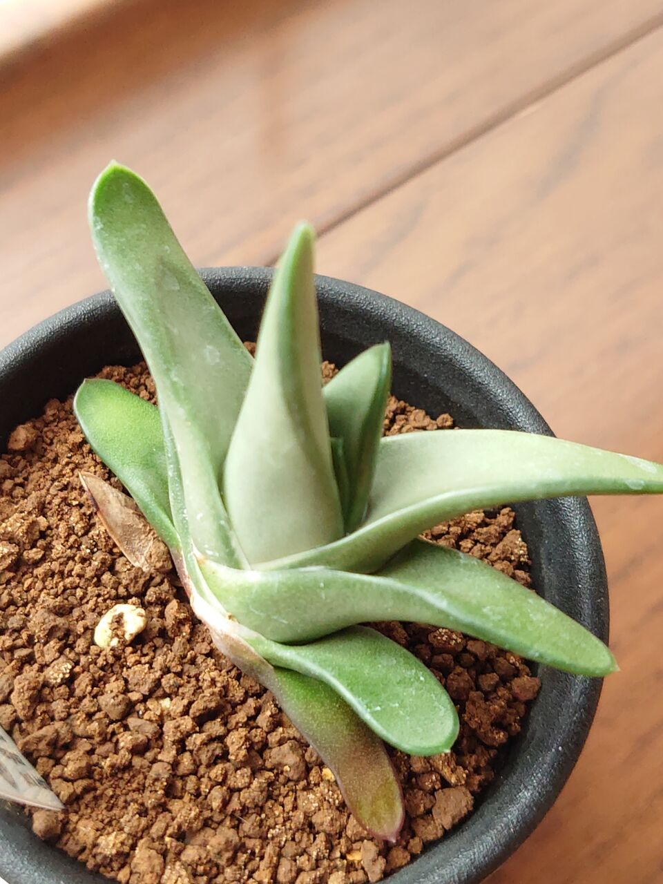 鶴仙園のイベントへ行って来た！(2022年9月) : ユーフォルビア・オベサ