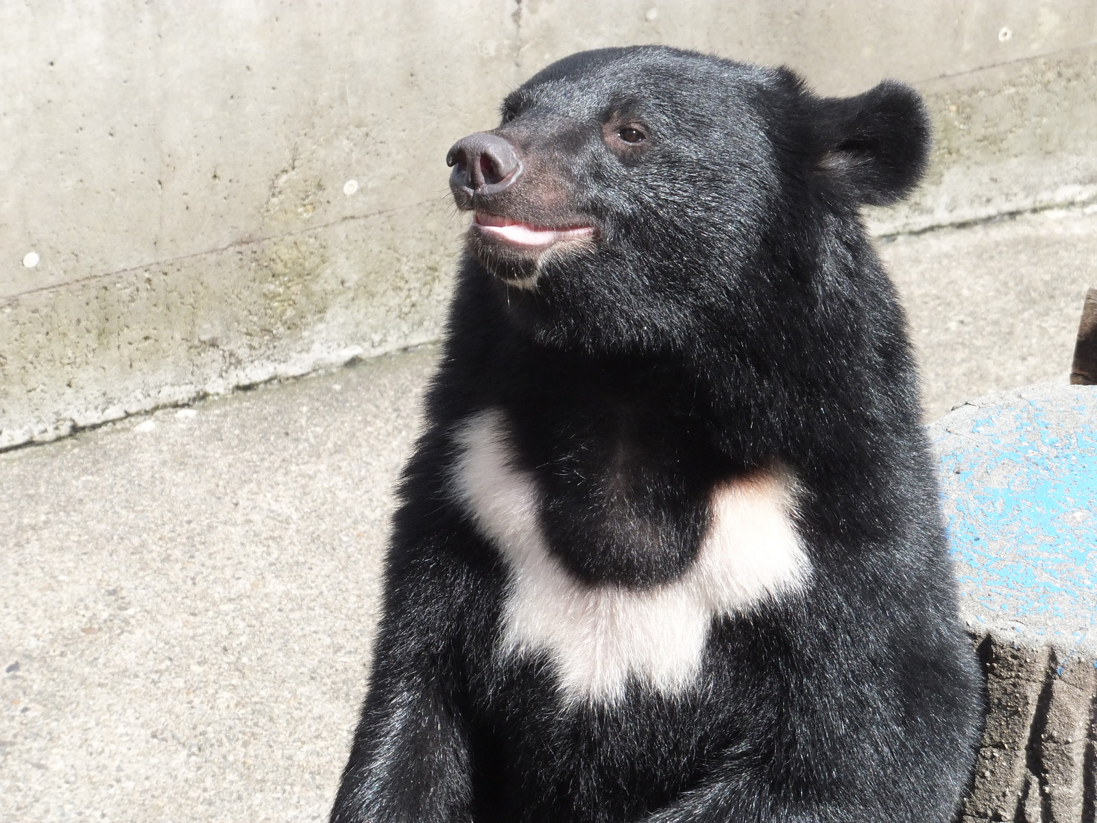 くまくまこぐま 月の輪小学校 : 孤独と孤高の狭間 其処に羆