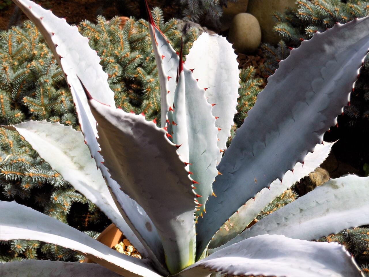 アガベ』【フランゾシニー】 : 【BOTANICAL MAJESTY】