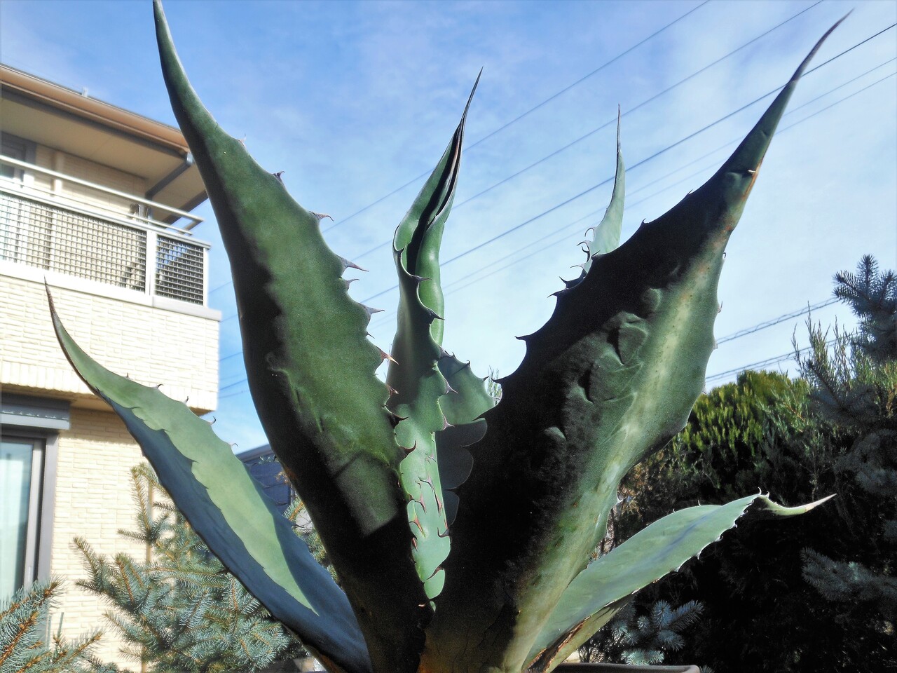 アガベ』【アトロビレンス ミラビリス】 : 【BOTANICAL MAJESTY】