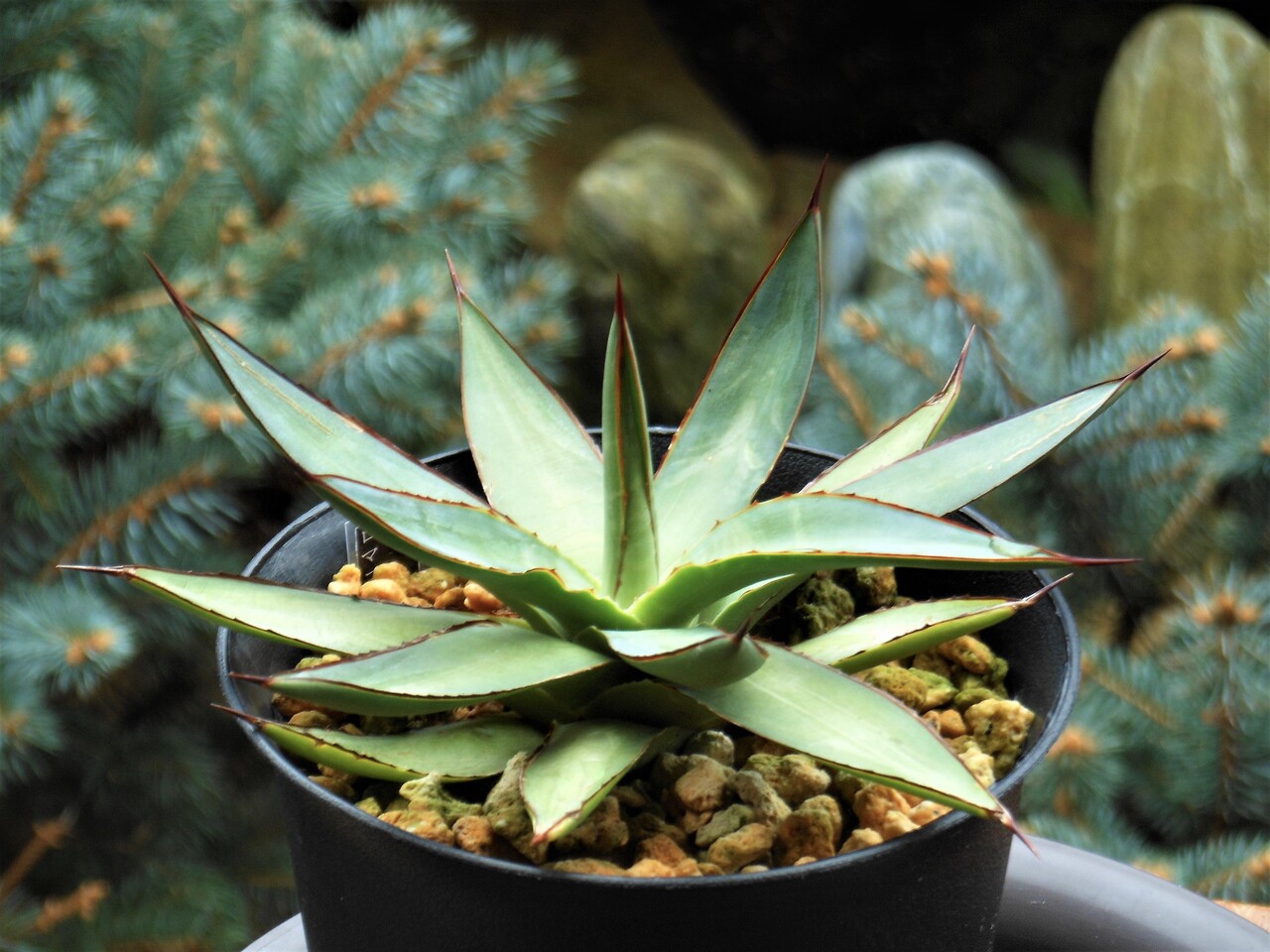 アガベ』【ロマニー】 : 【BOTANICAL MAJESTY】