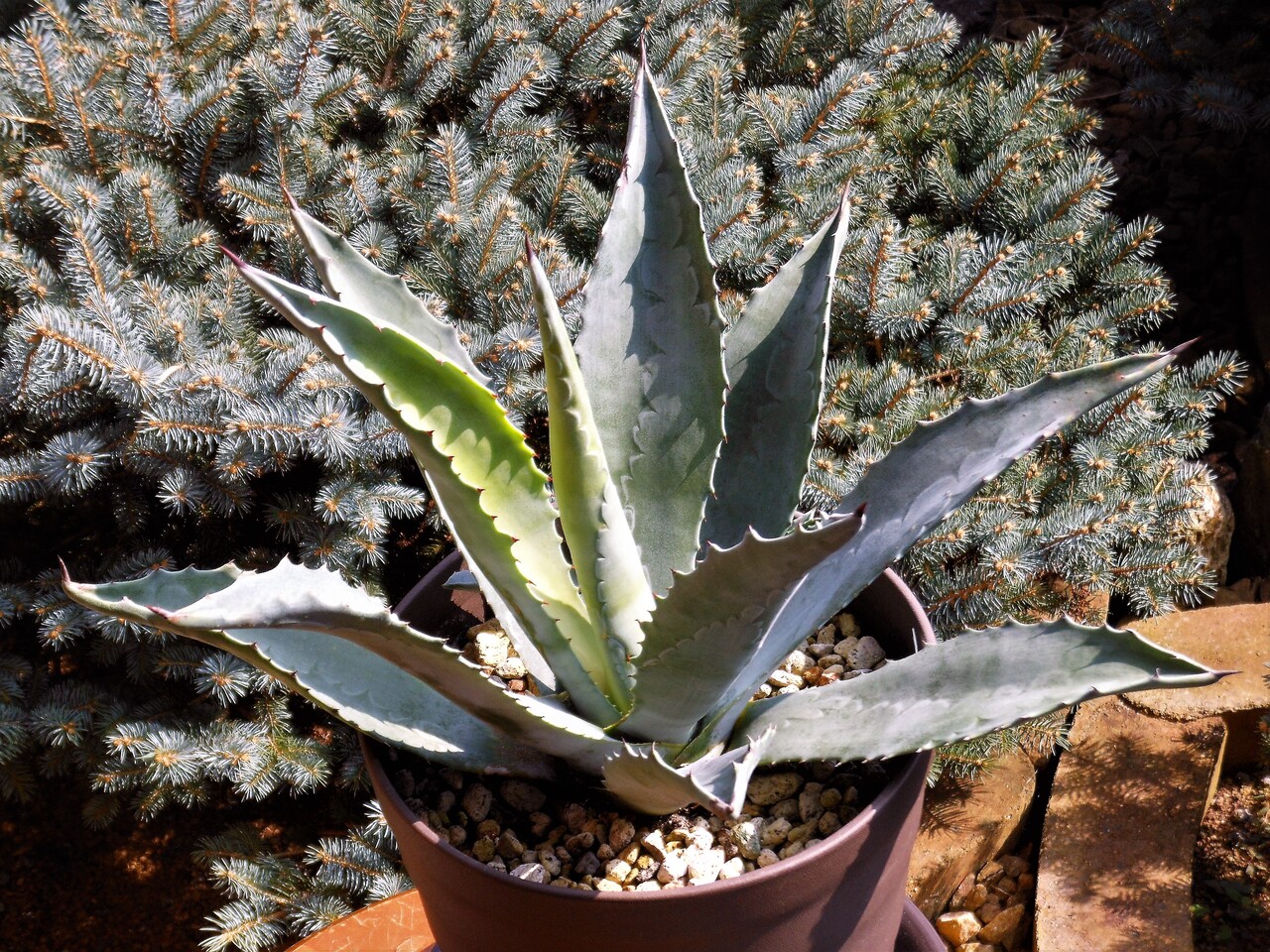 アガベ』【アメリカーナ ssp.プロトアメリカーナ】 : 【BOTANICAL