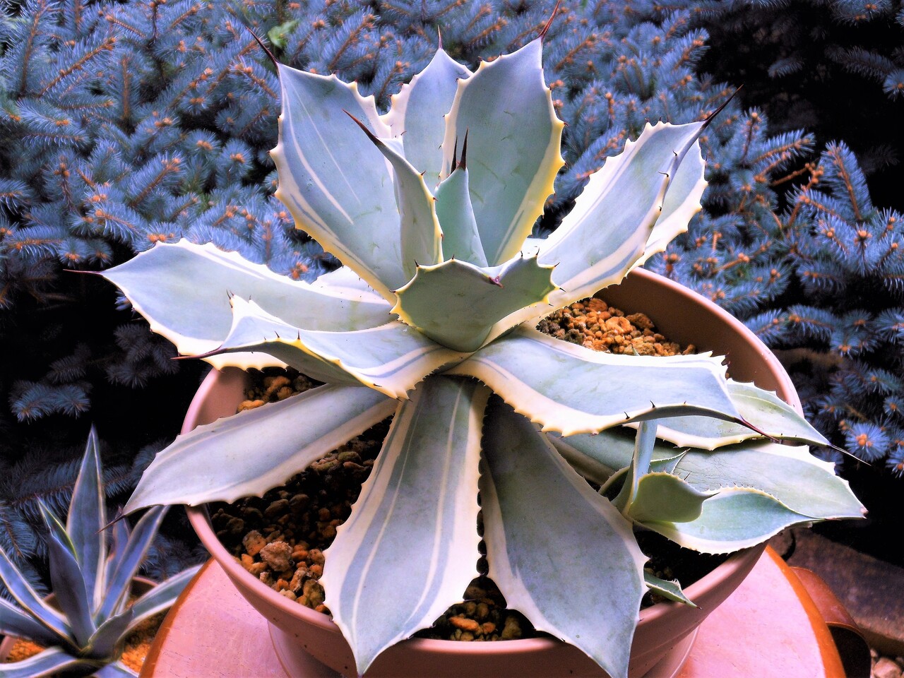 アガベ』【ポタトラム アイスクリーム】 : 【BOTANICAL MAJESTY】