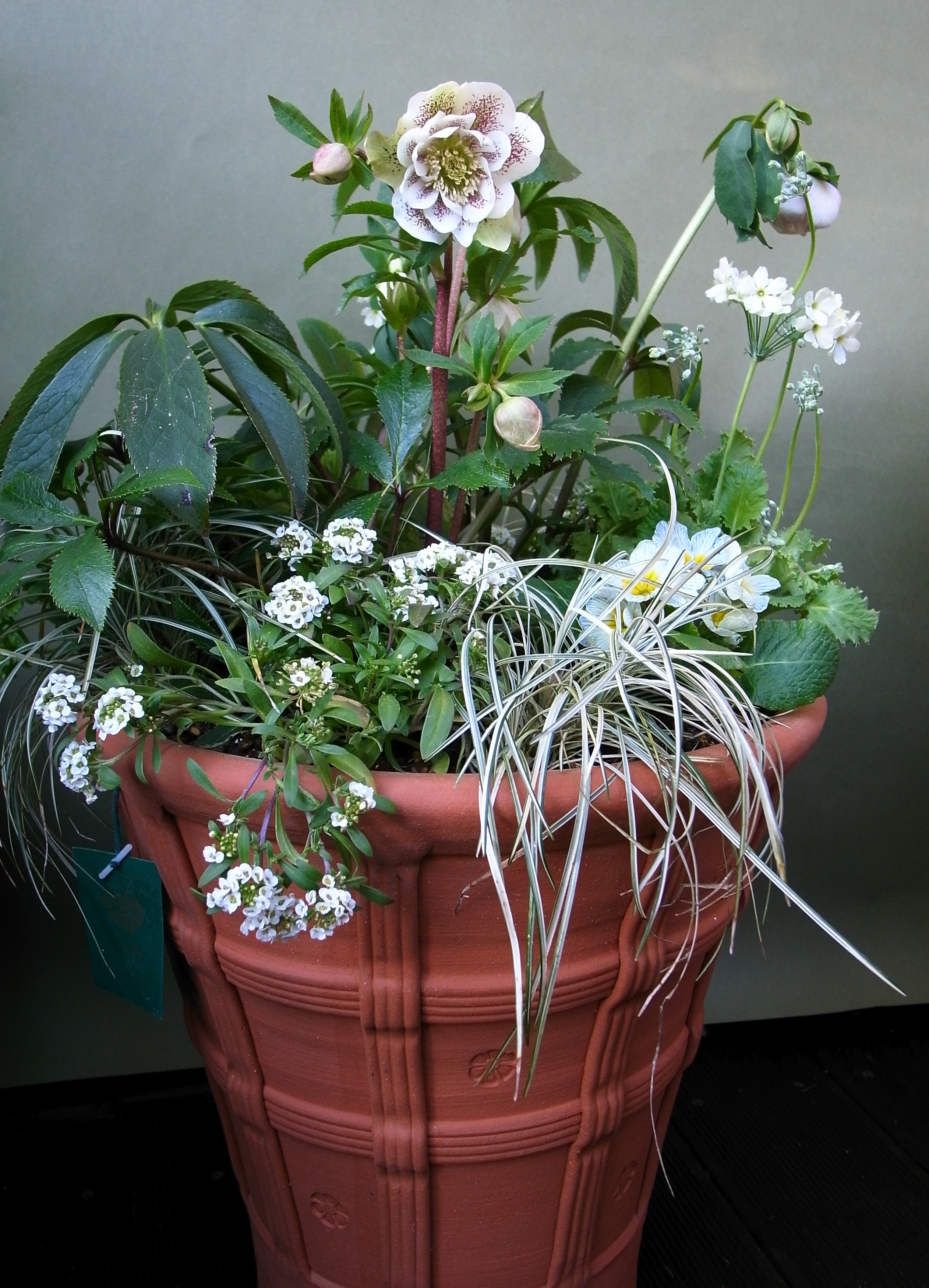 クリスマスローズショウのための寄せ植え : 吉谷桂子のガーデニングブログ