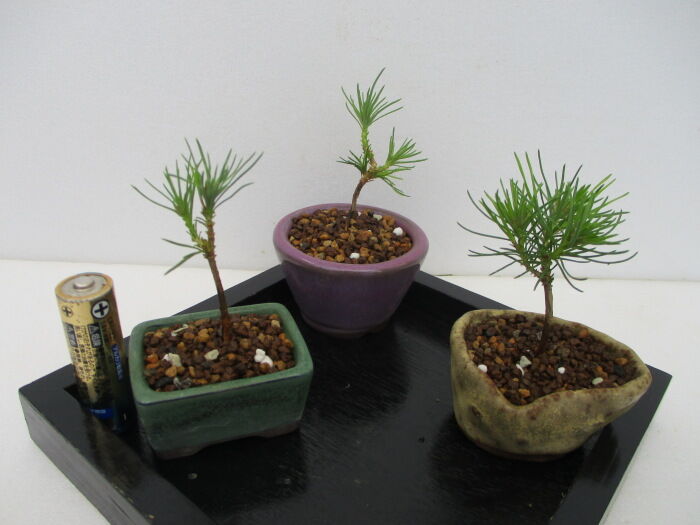 実生「赤松（アカマツ）」1年生で豆盆を作ってみた : 「じぃじ」の