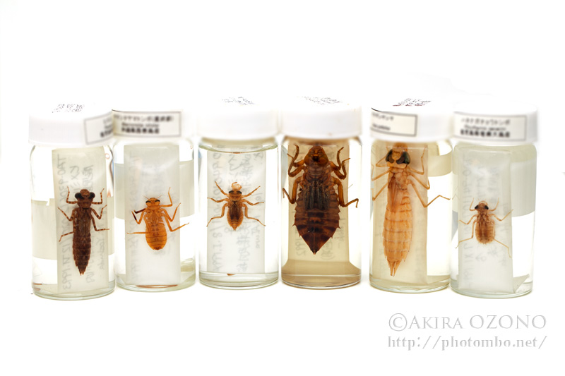 素晴らしい標本 : 湘南むし日記