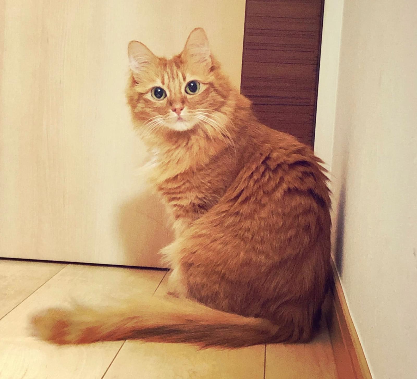 ふさふさ茶トラ猫❗️探してます