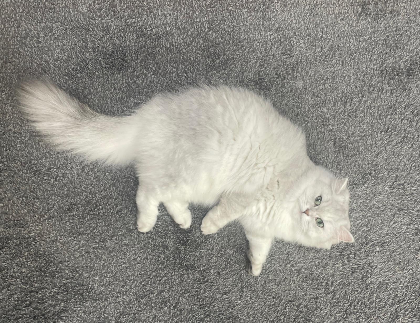 白いふわふわの毛に桜色のお耳のねこちゃん探しています