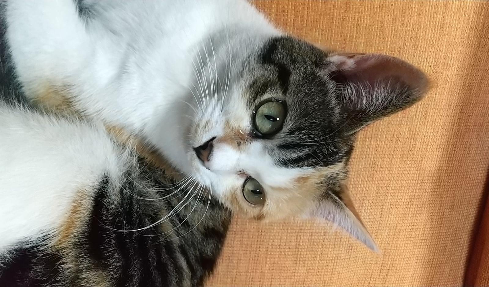 緑色の目をした三毛猫を探しています