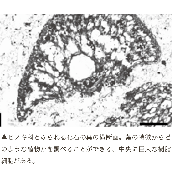 植物化石 〜フイルムに写される太古の世界〜｜西田 治文 | リバネス