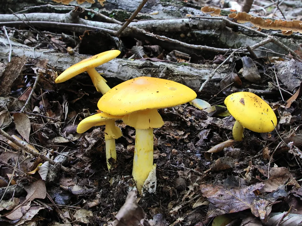 山ちゃんの晴れたらいいね R6.10.30,31 きのこの秋 色鮮やかな茸も