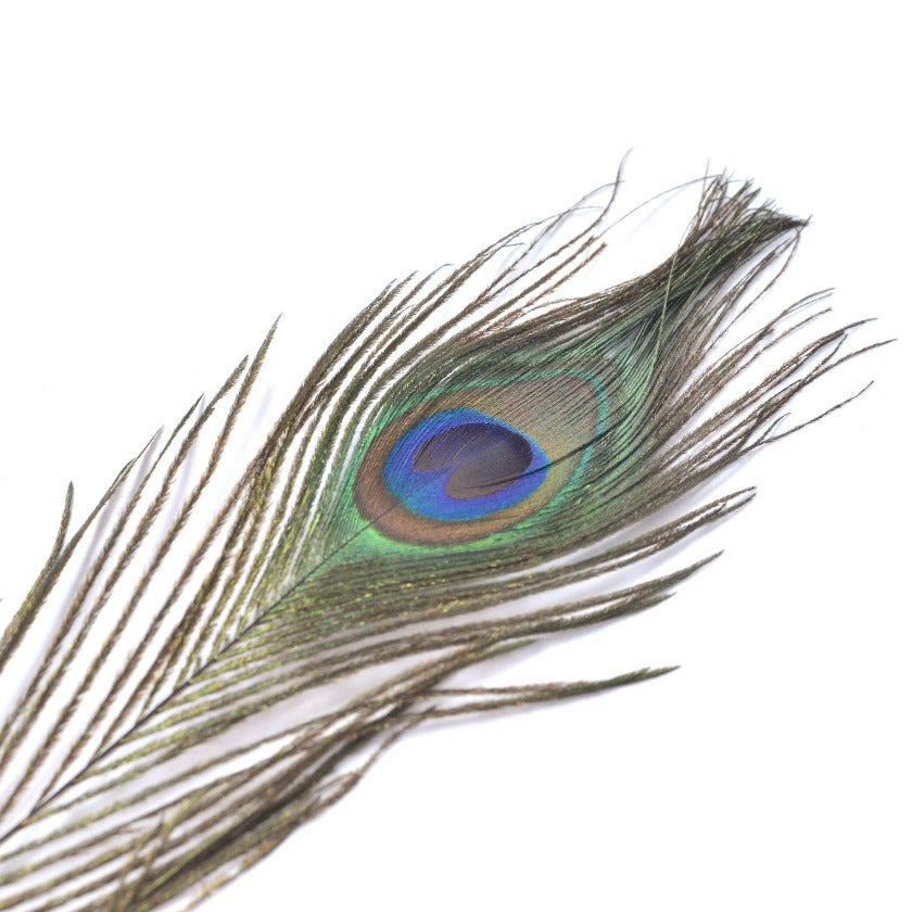 孔雀羽根 ピーコックアイフェザー 【3色展開】 – MAHANA-SHOP