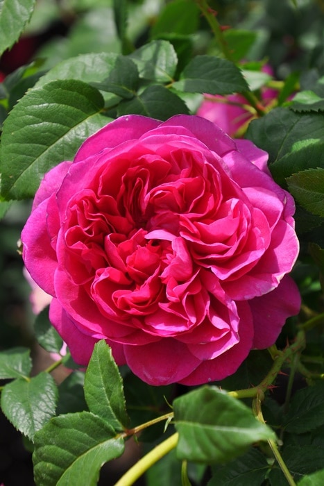 冬季大苗】バラ苗 ジェームズLオースチン 輸入苗 7号鉢植え品［農林