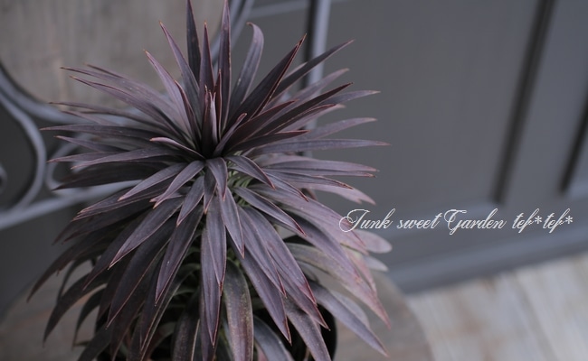 ユッカ 『デスメティアーナ』 No.B | すべての商品 | | Junk sweet