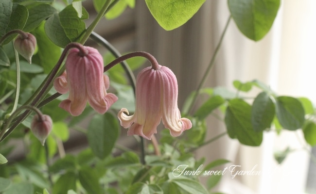 壺型クレマチス・ヴィオルナ系 『ソネット』 | すべての商品 | | Junk