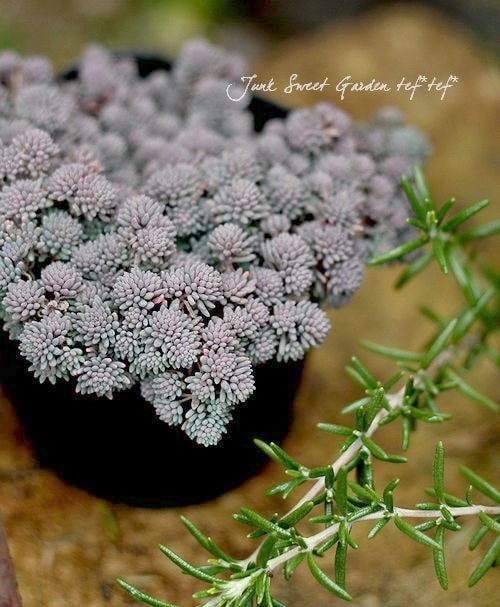 多肉植物】銅葉セダム・ヒスパニカム 『プルプレア』 | すべての商品