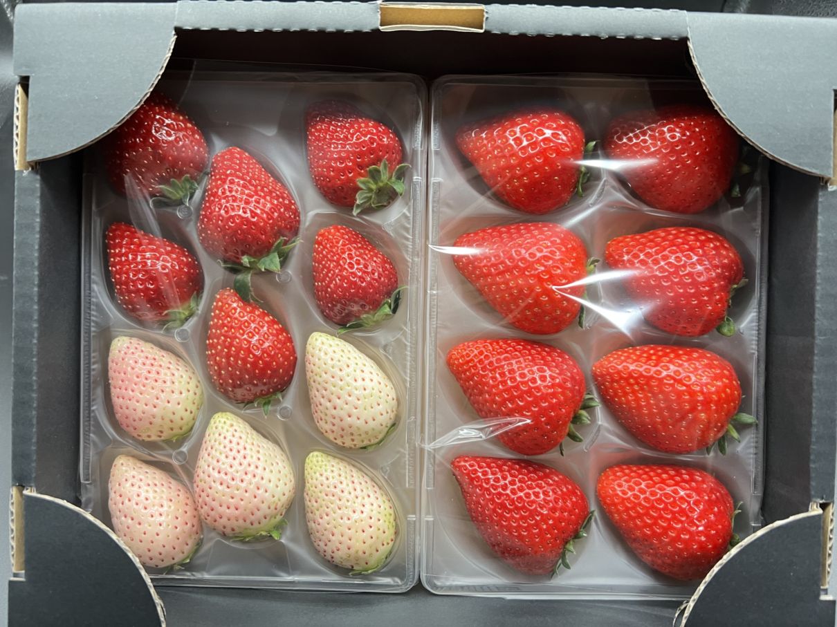 いちご 朝採り 完熟 いちご 【青森県産いちご 立夏JUICY 240g以上×2パック