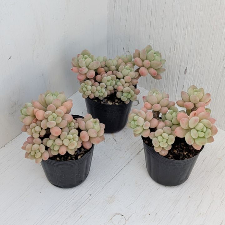 フェアリークイーン | エケベリア | 多肉植物の専門通販サイト｜実のりえん