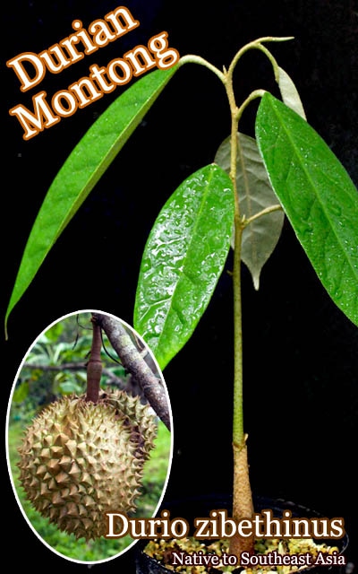 ドリアン・モントーン(Durio zibethinus)苗[熱帯果樹・Montong] 販売店