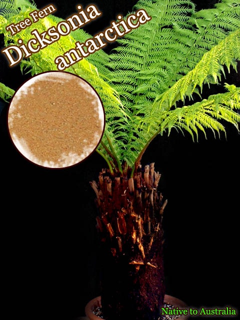 ディクソニア アンタルクティカ(Dicksonia antarctica)胞子1パック