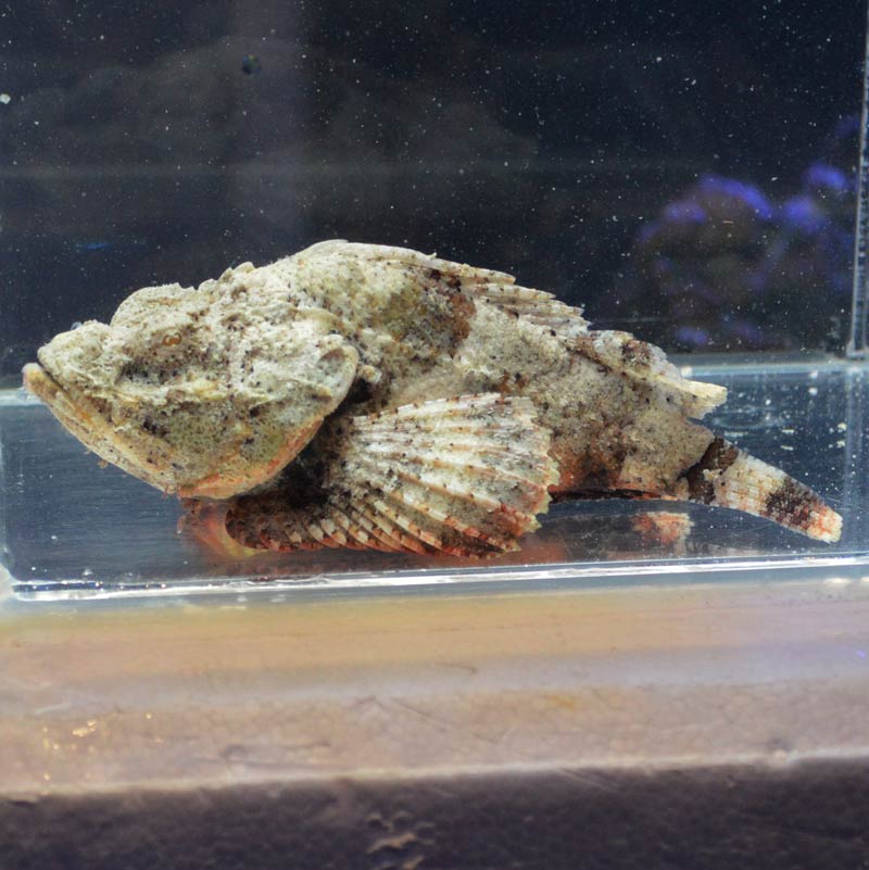 サツマカサゴ 【近海産ハンドコート】 | 海水魚図鑑（過去入荷）,海水