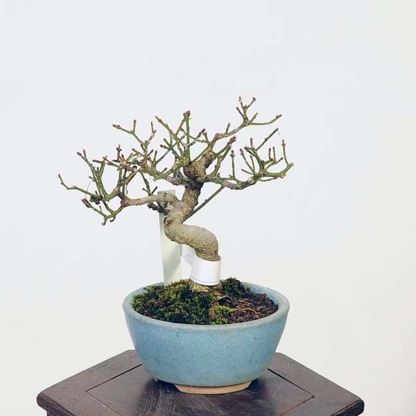 盆栽：こまゆみ 現品*コマユミ Komayumi bonsai Euonymus alatus 小品