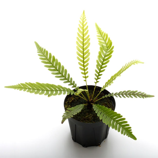 Blechnum obtusatum var. obtusatum [ ブレクナム・オブツサタム var