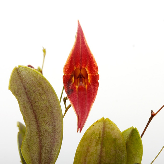 Lepanthes elegantula [ レパンテス・エレガントゥラ ] 【 PN221007-22 】