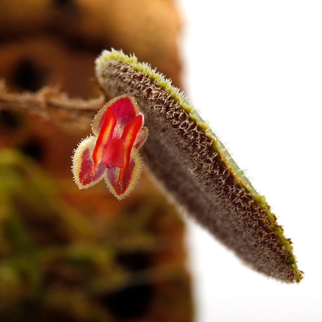 Lepanthes aculeata [ レパンテス・アクレアタ ] 【 PN221106-04 】