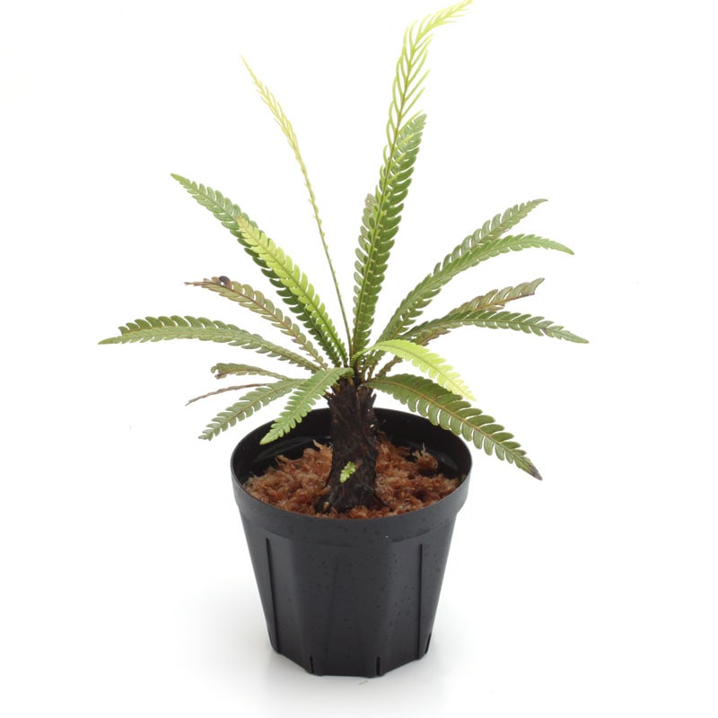 Blechnum obtusatum var. obtusatum [ ブレクナム・オブツサタム var