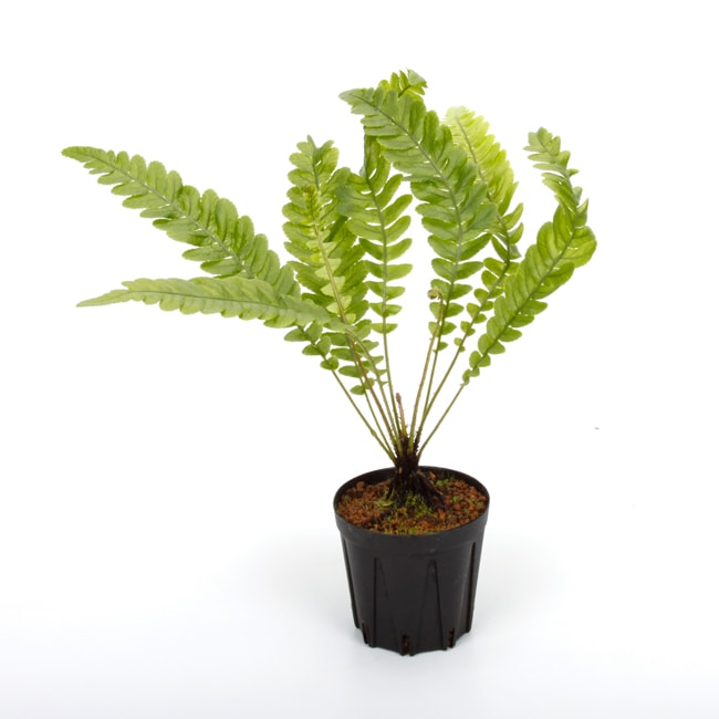 Blechnum obtusatum var. obtusatum [ ブレクナム・オブツサタム var