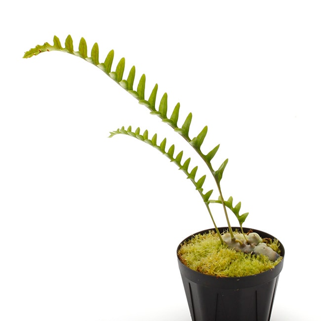 Lecanopteris luzonensis [ レカノプテリス・ルゾネンシス