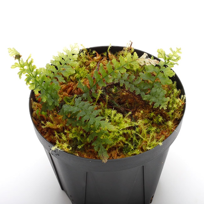 Asplenium obliquissimum [ ヤクシマホウビシダ ] 【 PN230612-04