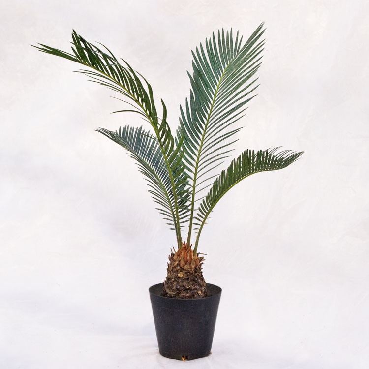 観葉植物 ソテツ（蘇鉄） / 4寸・約W40×H50～70cm