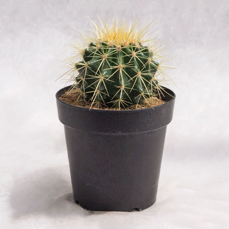 観葉植物 サボテン・金鯱（キンシャチ） / 4寸・約H15cm