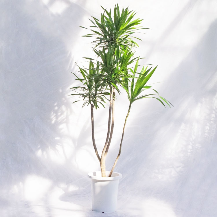 観葉植物 フィカス・ウンベラータ（曲げ） / 8寸・約W 65cm×H120～140cm