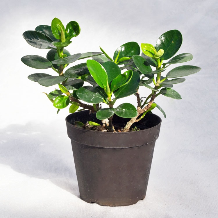 観葉植物 パンダガジュマル / 3寸・約W15cm×H18cm