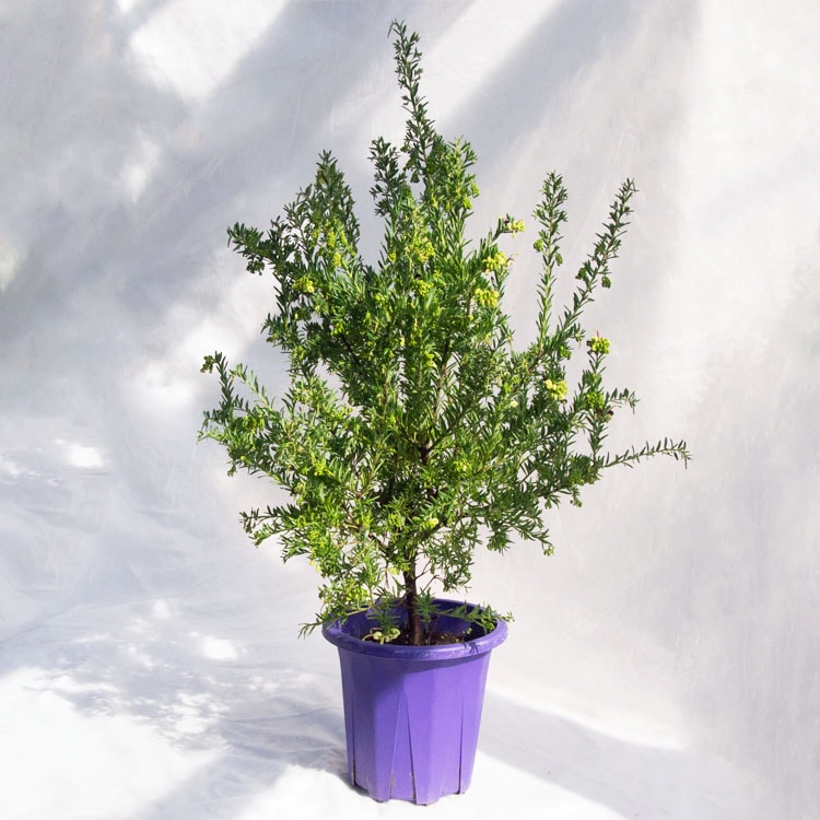 庭木・植木 グレビレア・ジュビリー / 7寸・約W50cm×H90cm