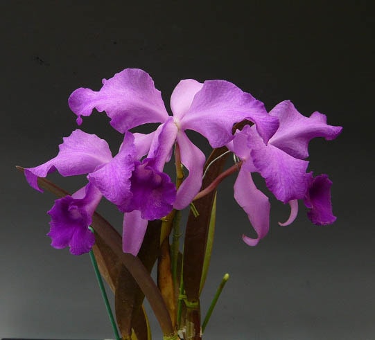 カトレア toysrus dx kamen rider ex-aid special set review henshin belt dx