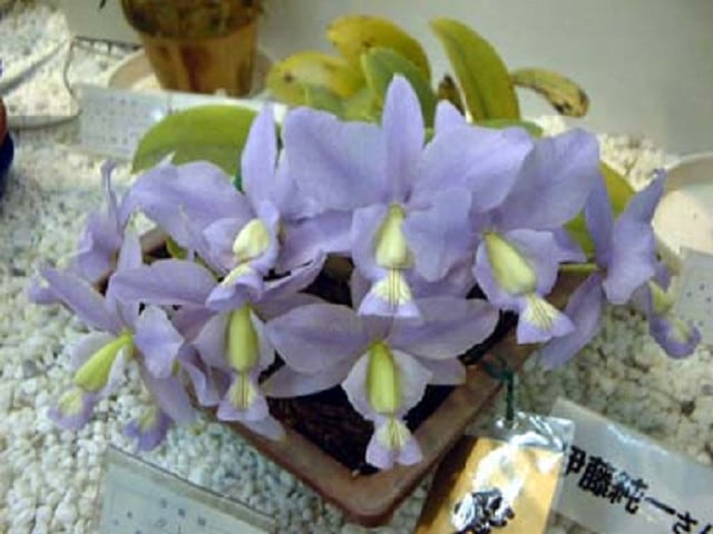 カトレア　ノビリオール ミニカトレア/ノビリオール｜園芸日記byzorovivi｜みんなの趣味の園芸