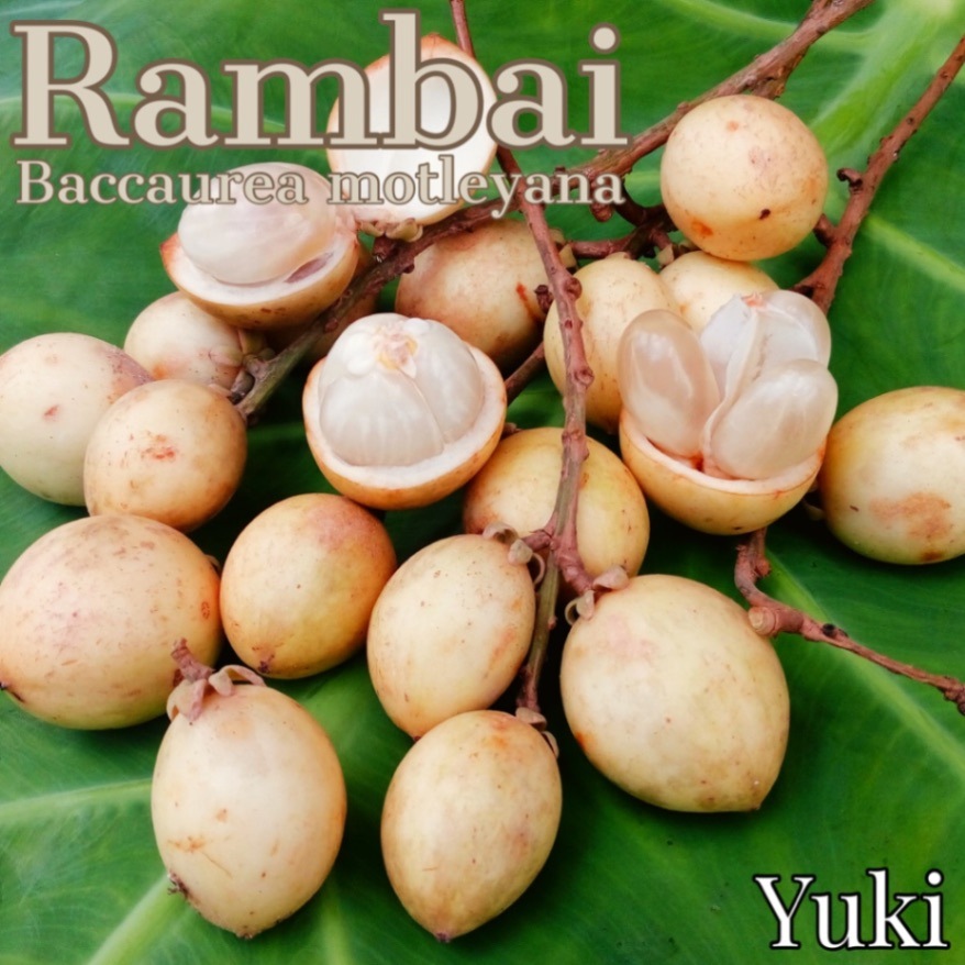 ランバイ 苗[熱帯果樹]Baccaurea motleyana