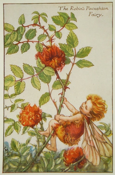 シシリー・メアリー・バーカー 挿画本「花の妖精・秋」 | | アトリエ