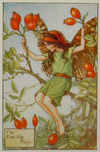 シシリー・メアリー・バーカー 挿画本「花の妖精・秋」 | | アトリエ