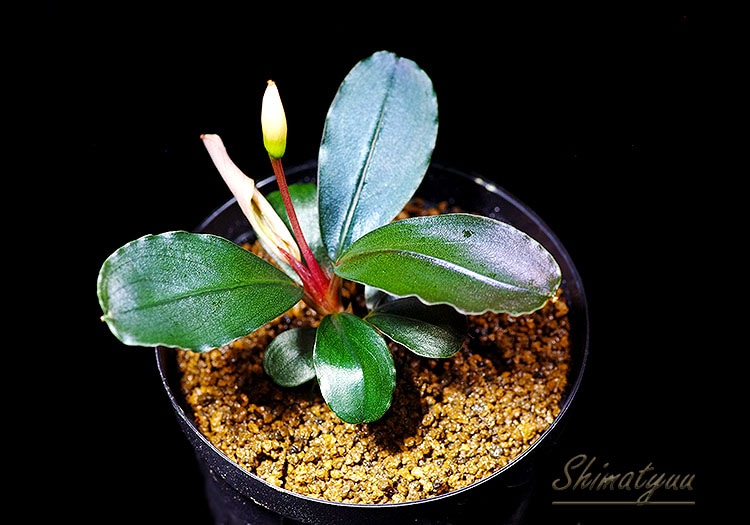 一点物 Bucephalandra sp. Satan Red 大株 2020.10 No.52 | 水草・観葉