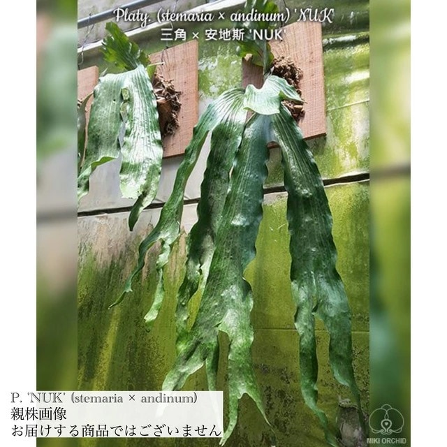 現品) ビカクシダ 'NUK' (TC) (No.40910) | ビカクシダ,交配種