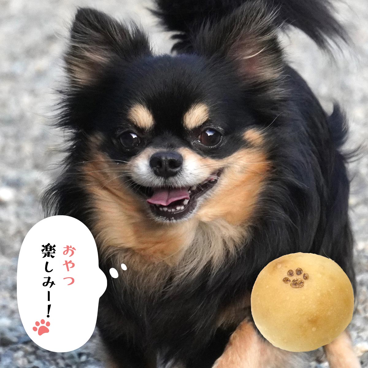 チョコっと肉球ベーグル＆わんべーセット(各2個ずつ計4個入り)【送料込