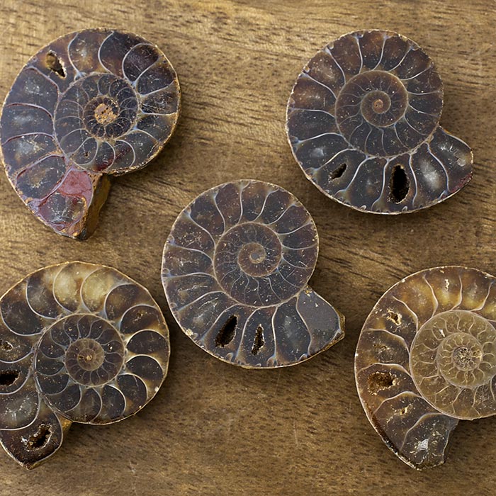 在庫限り】天然石/アンモナイト（化石）横穴 左回り/アウトレット